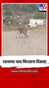 यवतमाळमध्ये रस्त्यावर वाघ.