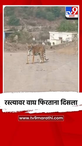 यवतमाळमध्ये रस्त्यावर वाघ