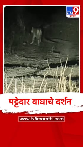 मुक्ताईनगरमध्ये पट्टेदार वाघाचे दर्शन