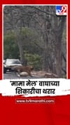 भरदिवसा महामार्गावर 'मामा मेल' वाघाच्या शिकारीचा थरार.