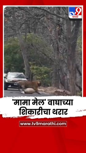 भरदिवसा महामार्गावर 'मामा मेल' वाघाच्या शिकारीचा थरार