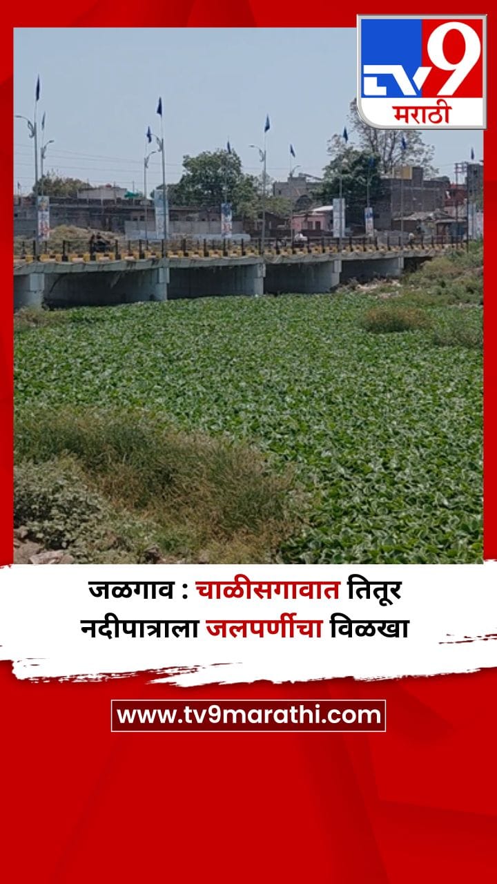 जळगाव : चाळीसगावात तितूर नदीपात्राला जलपर्णीचा विळखा