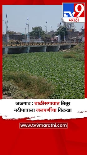 जळगाव : चाळीसगावात तितूर नदीपात्राला जलपर्णीचा विळखा