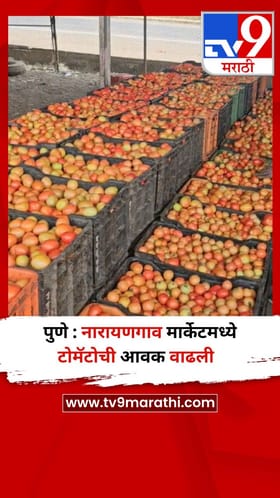 पुणे : नारायणगाव मार्केटमध्ये टोमॅटोची आवक वाढली