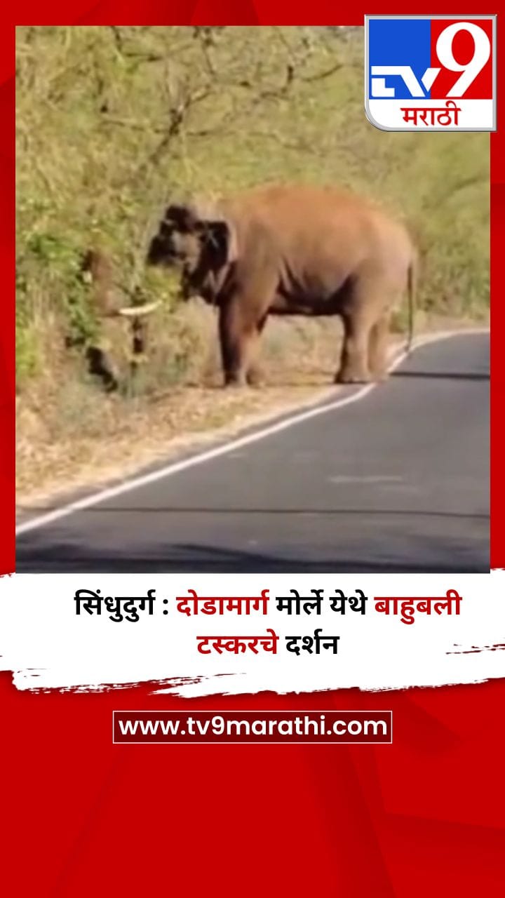 सिंधुदुर्ग : दोडामार्ग मोर्ले येथे बाहुबली टस्करचे दर्शन