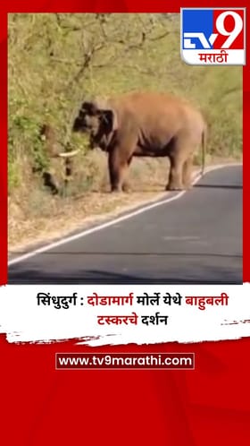 सिंधुदुर्ग : दोडामार्ग मोर्ले येथे बाहुबली टस्करचे दर्शन