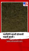 बीड - पाटोदा तालुक्यातील उखांडा गावात बाजरी पिकाचे गारपीटीने प्रचंड नुकसान.