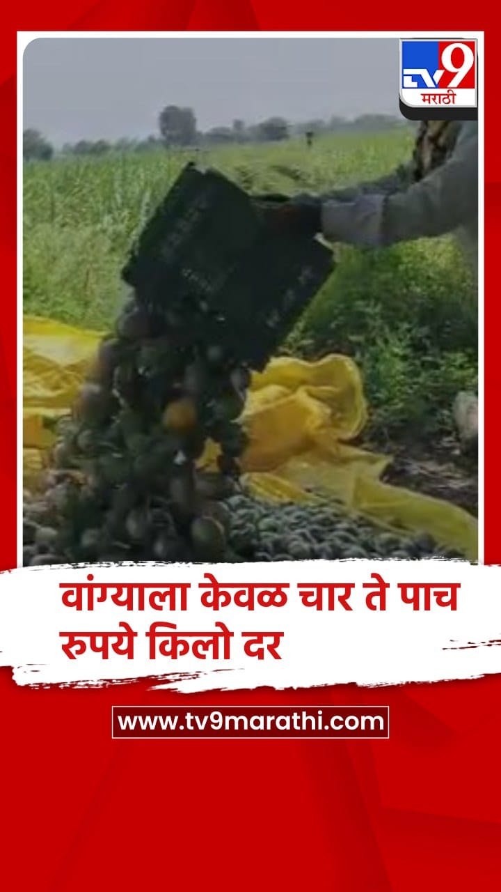 बीड : वांग्याना अनेक दिवसांपासून चांगला भाव मिळत नसल्याने शेतातील वांगी कुजली