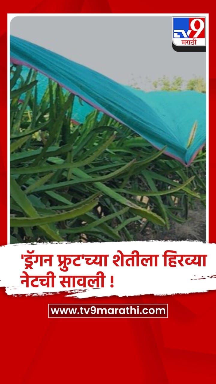 अकोला : तापमान 40.1 अंशांवर गेल्याने ‘ड्रॅगन फ्रुट’ला हिरव्या नेटचा आधार