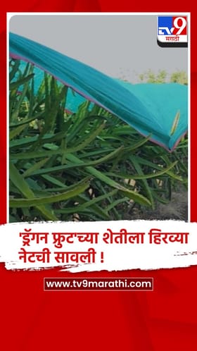 अकोला : तापमान 40.1 अंशांवर गेल्याने ‘ड्रॅगन फ्रुट’ला हिरव्या नेटचा आधार
