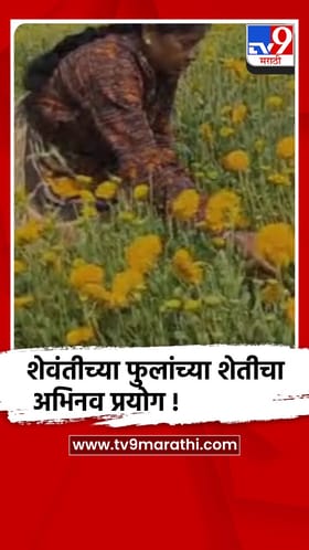 चंद्रपूरच्या उच्च तापमानात फुलतेय 'शेवंती', पोंभुर्णा तालुक्यातील शेतकऱ्याचा यशस्वी प्रयोग