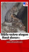 सांगली - 80 फूट खोल विहरीत पडलेल्या कोल्ह्याला वनविभागाने दिले जीवदान.