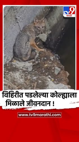 सांगली - 80 फूट खोल विहरीत पडलेल्या कोल्ह्याला वनविभागाने दिले जीवदान