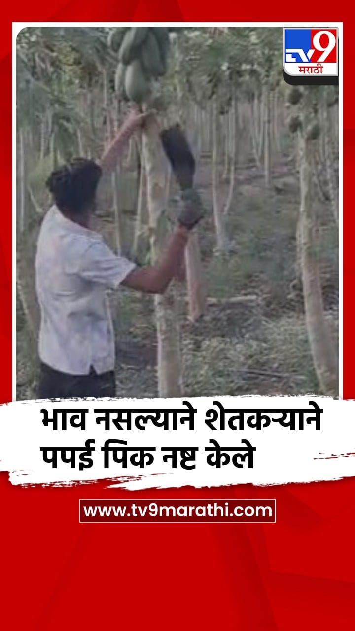 शिरपूर: पपईला भाव नसल्याने शेतकऱ्याने जनावरांसाठी पपईची बाग खुली करून दिली