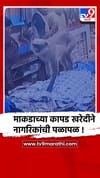 नंदुरबार : माकड अचानक शिरले कपड्यांच्या दुकानात, नागरिकांची पळापळ.