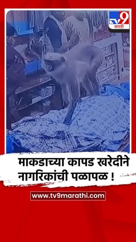 नंदुरबार : माकड अचानक शिरले कपड्यांच्या दुकानात, नागरिकांची पळापळ