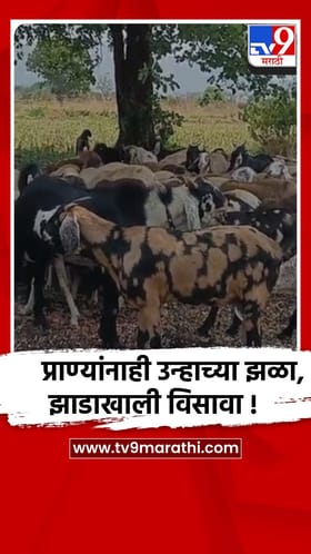 पुणे : उन्हाचा तडाखा वाढल्याने मेंढ्यांसह मेंढपाळांवरही परिणाम