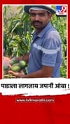मालेगावात शेतकऱ्याने पिकवला लाखमोलाचा जपानी आणि बांग्लादेशी आंबा....