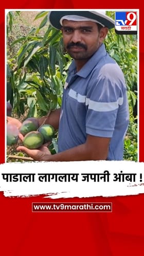 मालेगावात शेतकऱ्याने पिकवला लाखमोलाचा जपानी आणि बांग्लादेशी आंबा...