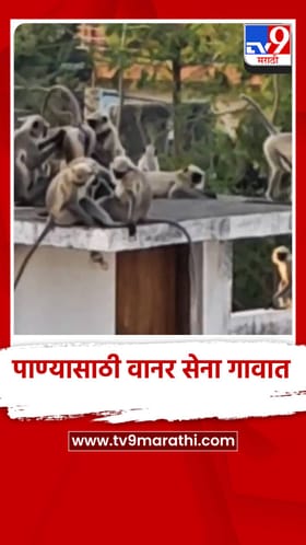 पाण्याच्या शोधासाठी वानर सेना गावात