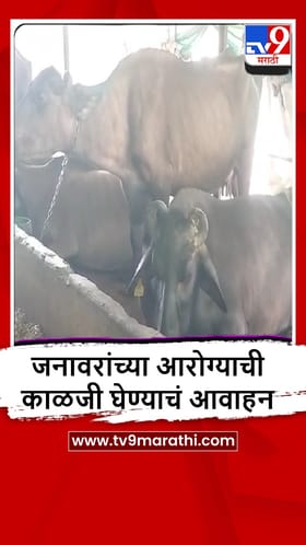 Washim : एल निनोच्या पार्श्वभूमीवर तापमानात वाढ होण्याची शक्यता, जनावरांची काळजी घेण्याचं आवाहन