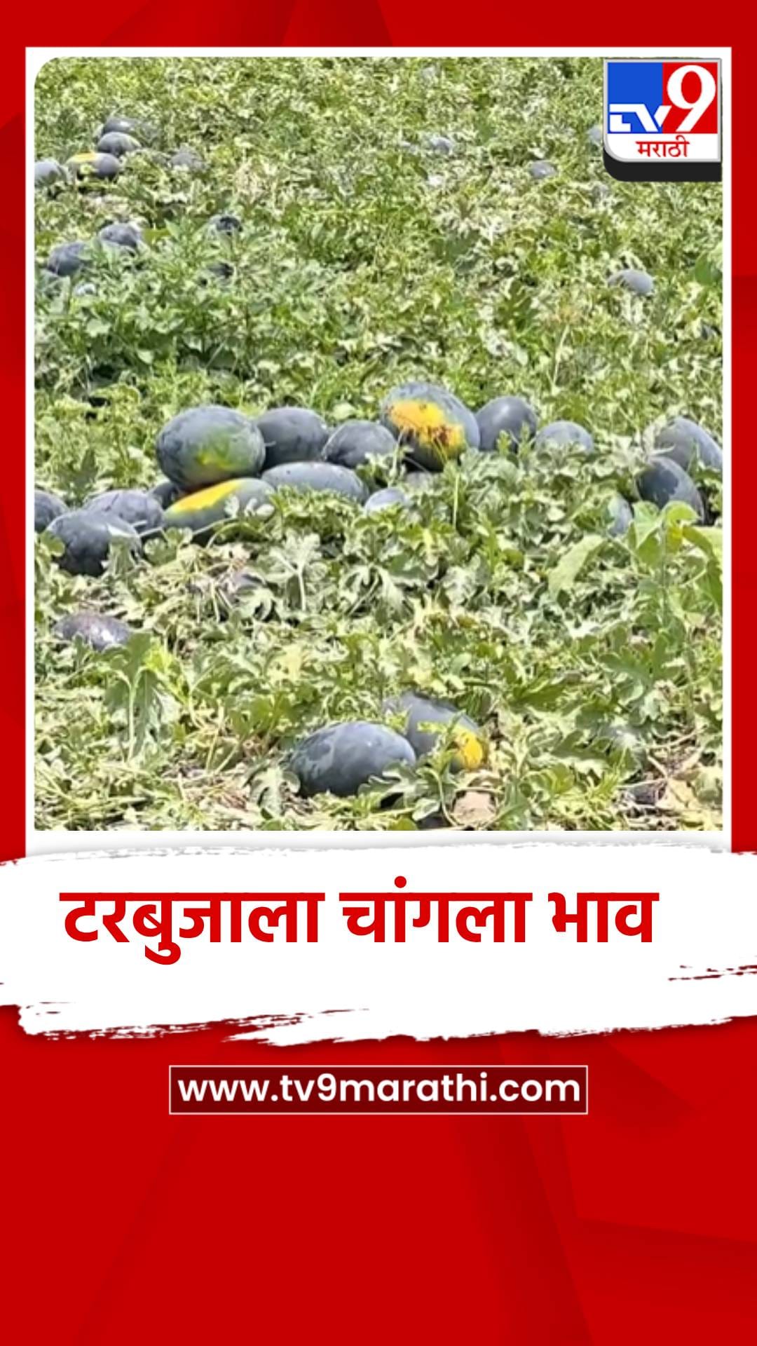 कलिंगड उत्पादकांना अछे दिन, भाव मिळाला चांगला