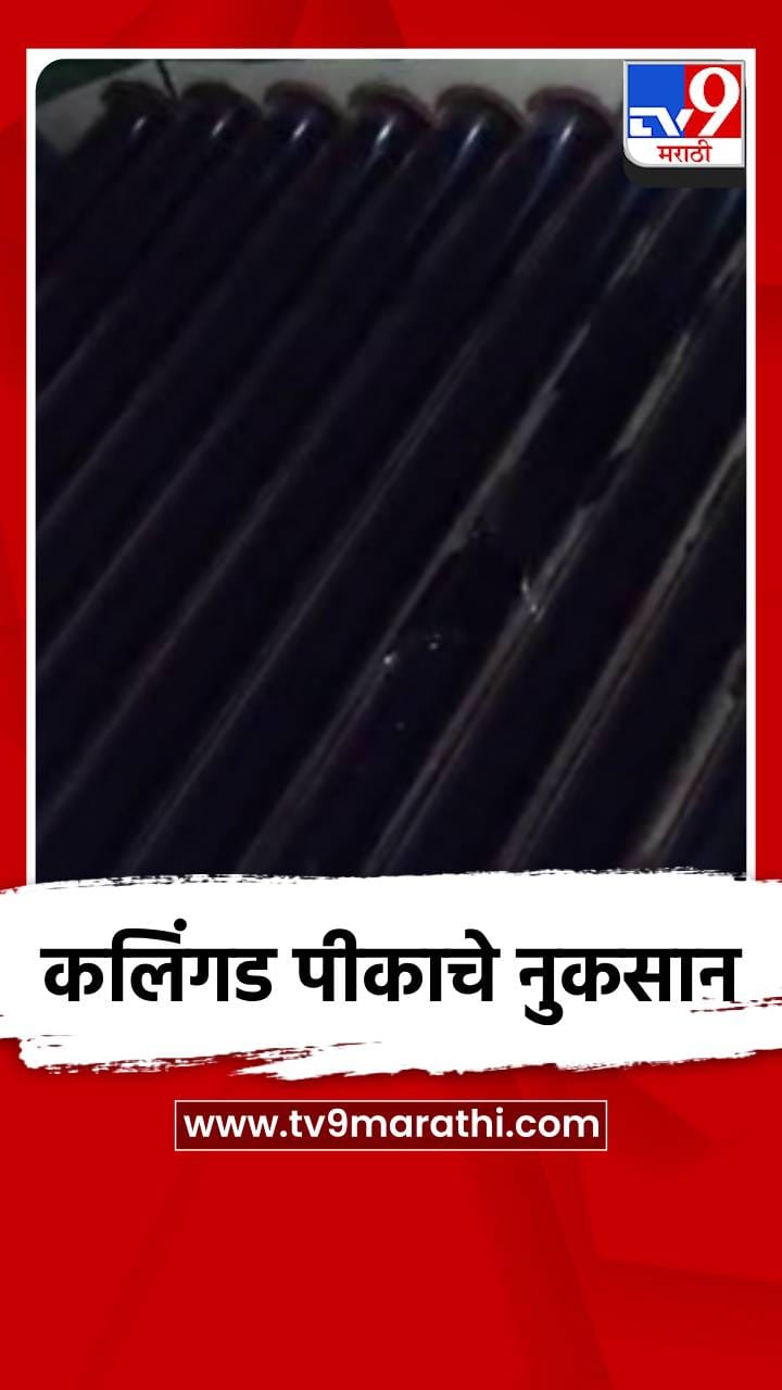 ओंडला सहा एकरातील कलिंगड पीकाचे नुकसान