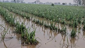 राज्यात पुन्हा कोसळणार पाऊस, थेट गारपिटीचाही इशारा, तब्बल....