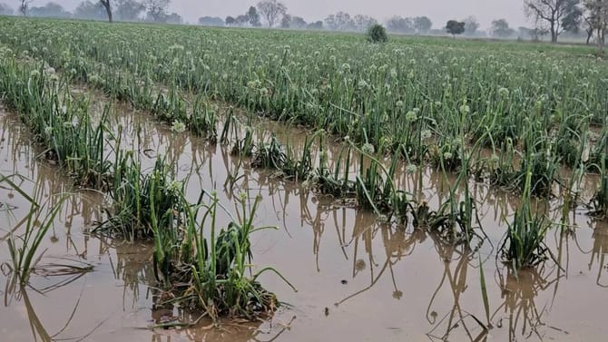 राज्यात पुन्हा कोसळणार पाऊस, थेट गारपिटीचाही इशारा, तब्बल...