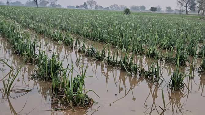 Maharashtra Weather Alert : राज्यात पुन्हा कोसळणार पाऊस, थेट गारपिटीचाही इशारा, तब्बल...