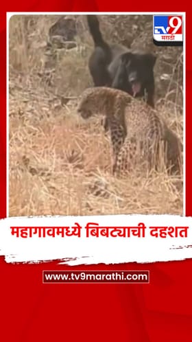 महागाव परिसरात बिबट्याची दहशत, नागरिकांमध्ये भीती