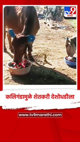 टरबूजाचा भाव गडगडला, उत्पादक देशोधडीला