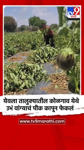 येवला तालुक्यातील कोळगाव येथे उभं वांग्याचं पीक कापून फेकलं