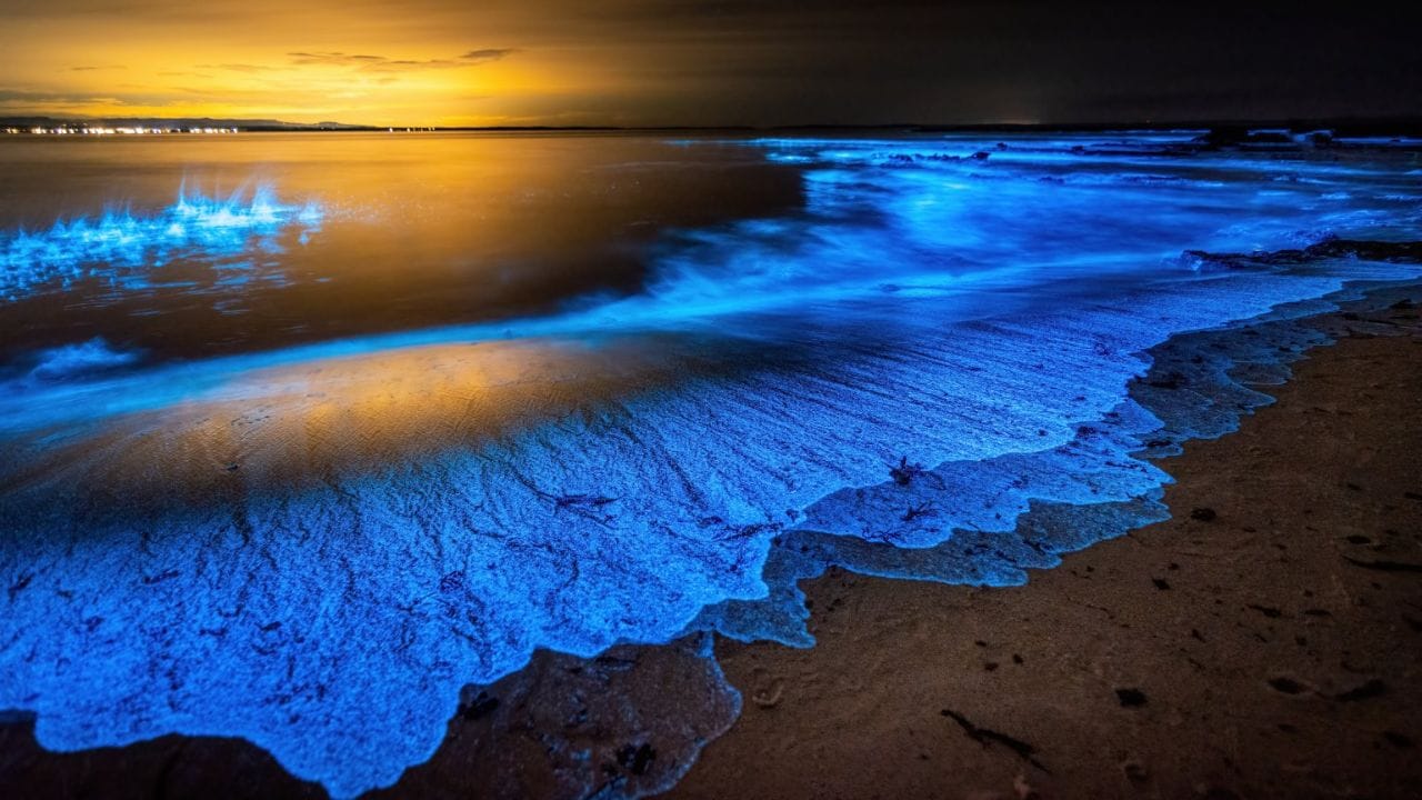 Bioluminescent Beaches
