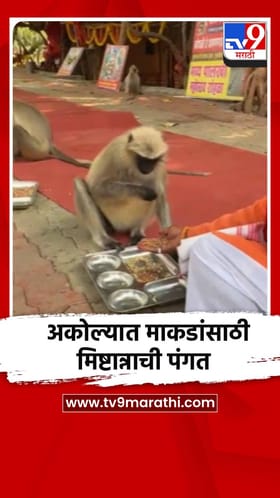 अकोल्यात माकडांसाठी मिष्टान्नाची पंगत