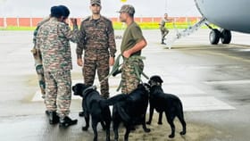 आर्मीमधील कुत्र्यांना रिटायरमेंटनंतर खरंच मारलं जातं का? काय आहे कारण?