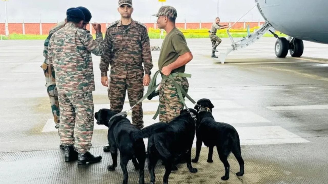 आर्मीमधील कुत्र्यांना रिटायरमेंटनंतर खरंच मारलं जातं का? नेमकं काय आहे कारण? सत्य तुम्हालाही माहिती नसेल आर्मीमधील कुत्र्यांना रिटायरमेंटनंतर खरंच मारलं जातं का? नेमकं काय आहे कारण? सत्य तुम्हालाही माहिती नसेल