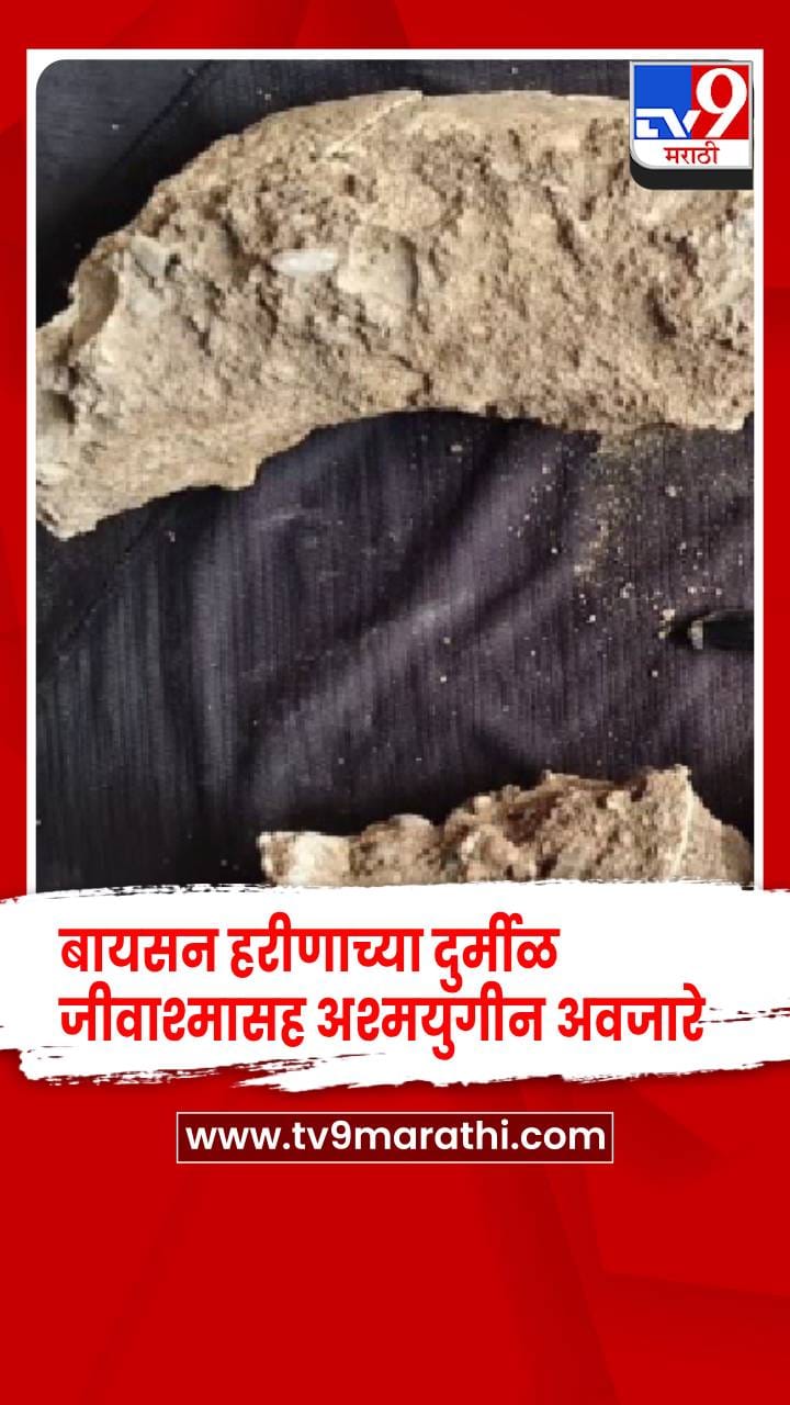 चंद्रपूरचा भू-वारसा उजळला: बायसन जीवाश्म, अश्मयुगीन अवजारे, प्रा. चोपणे यांचे संशोधन