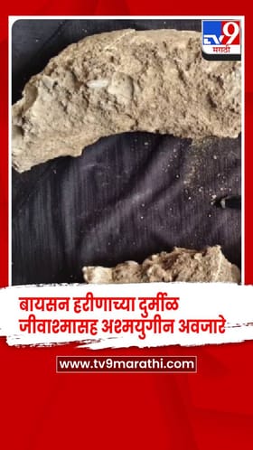 चंद्रपूरचा भू-वारसा उजळला: बायसन जीवाश्म, अश्मयुगीन अवजारे, प्रा. चोपणे यांचे संशोधन