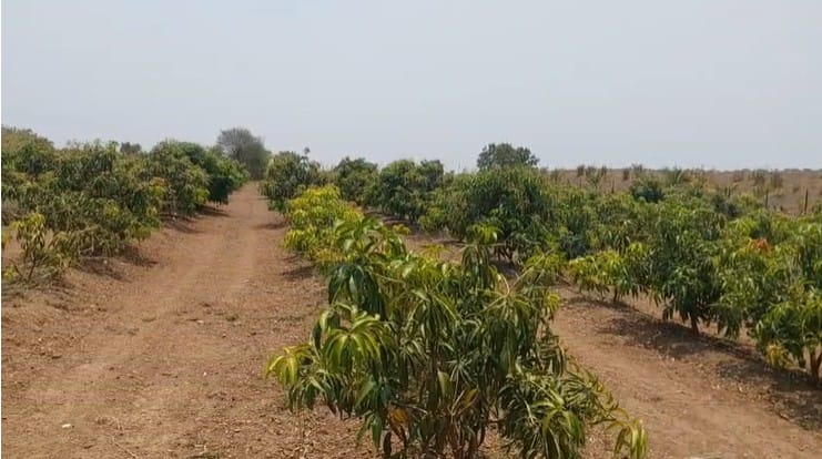 २७ एकरावर पसरलेल्या या आलिशान आश्रमात गेल्या पाच वर्षापासून नवनवीन विकास कामे सुरू असून आश्रमाच्या समोरच आंब्याची मोठी बाग आहे. 