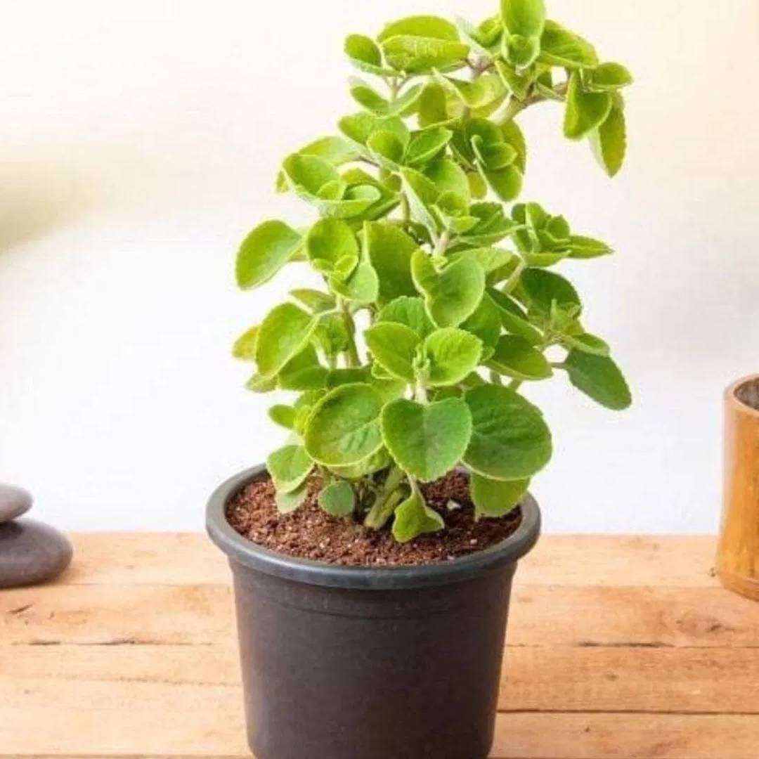 मच्छर आणि छोट्या किड्यांना दूर ठेवायचं असेल तर अजवायनची वनस्पती लावा. घरात ही वनस्पती उगवणं सोपं आहे. आरोग्यासाठी ही वनस्पती लाभकारी आहेच. पण अजवायनला जो वास येतो. त्यामुळे मच्छर, किडे दूर रहायला मदत होते.