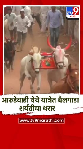 आरुडेवाडी येथे यात्रेत बैलगाडा शर्यतीचा थरार