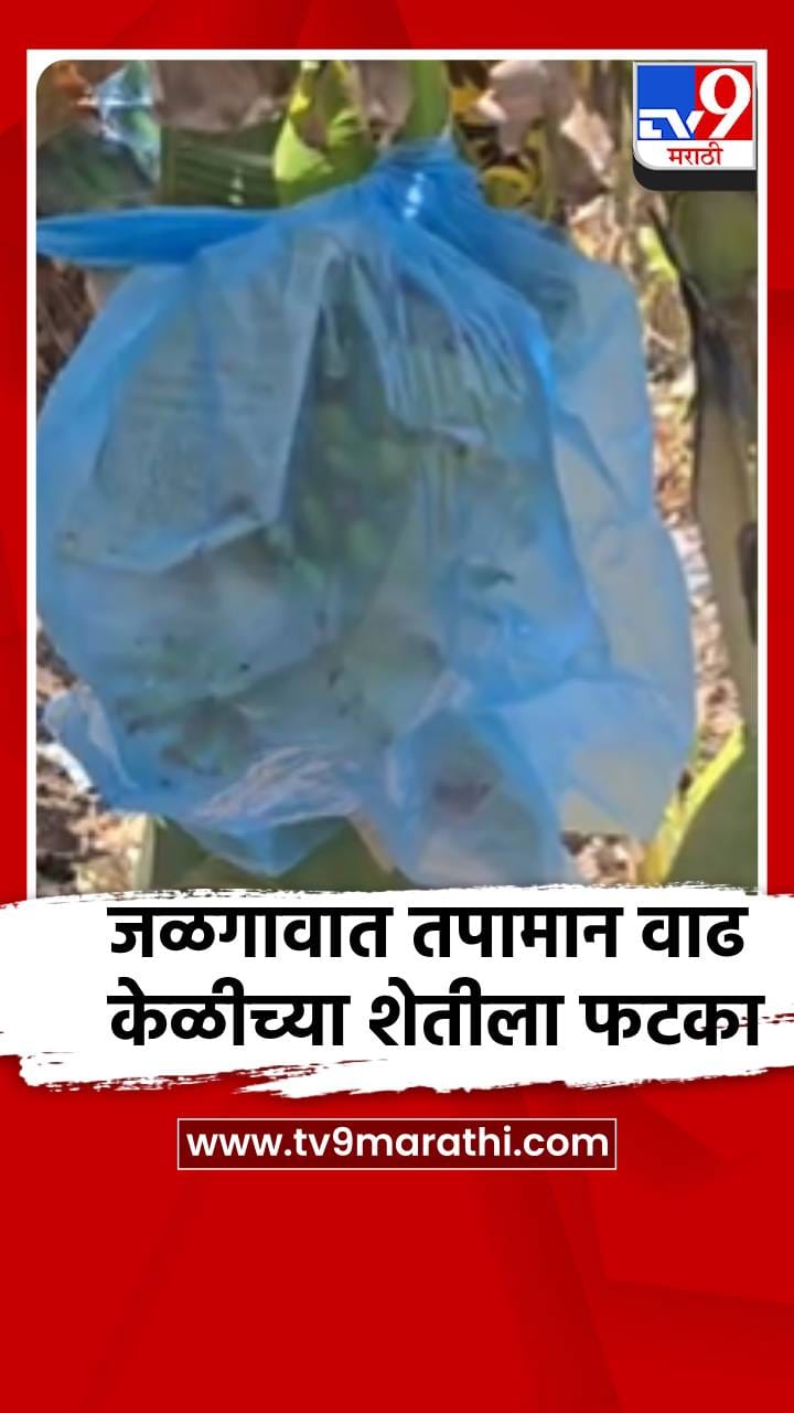 जळगावात दिवसेंदिवस तापमानात वाढ, केळीच्या शेतीला मोठा फटका