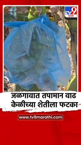 जळगावात दिवसेंदिवस तापमानात वाढ, केळीच्या शेतीला मोठा फटका