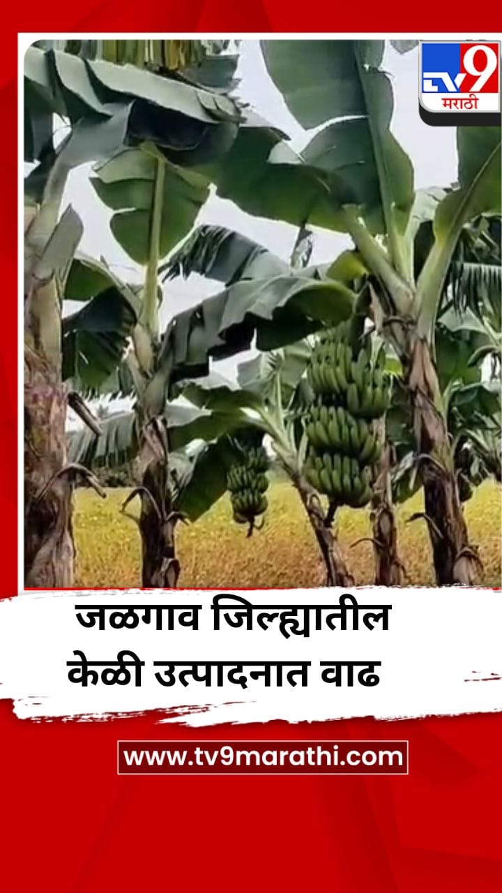 जळगाव जिल्ह्यात केळी उत्पादनात पाच वर्षांत ४२ टक्क्यांची वाढ