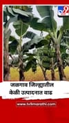 जळगाव जिल्ह्यात केळी उत्पादनात पाच वर्षांत ४२ टक्क्यांची वाढ.
