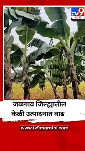 जळगाव जिल्ह्यात केळी उत्पादनात पाच वर्षांत ४२ टक्क्यांची वाढ