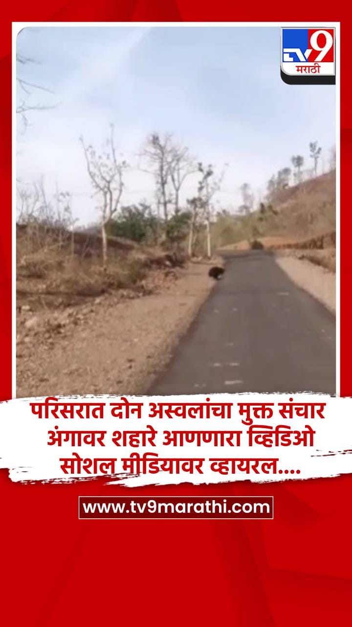 परिसरात दोन अस्वलांचा मुक्त संचार, अंगावर शहारे आणणारा व्हिडिओ सोशल मीडियावर व्हायरल....