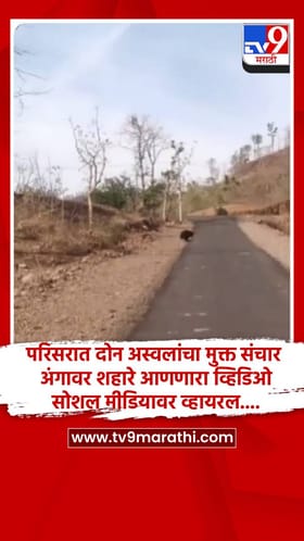 परिसरात दोन अस्वलांचा मुक्त संचार, अंगावर शहारे आणणारा व्हिडिओ सोशल मीडियावर व्हायरल....