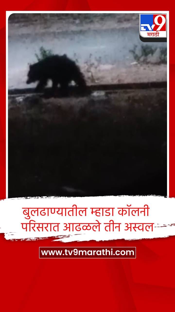 बुलढाण्यातील म्हाडा कॉलनी परिसरात आढळले तीन अस्वल